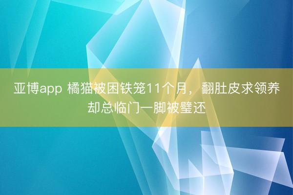 亚博app 橘猫被困铁笼11个月,翻肚皮求领养却总临门一脚被璧还