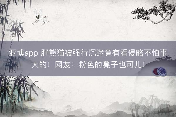 亚博app 胖熊猫被强行沉迷竟有看侵略不怕事大的！网友：粉色的凳子也可儿！